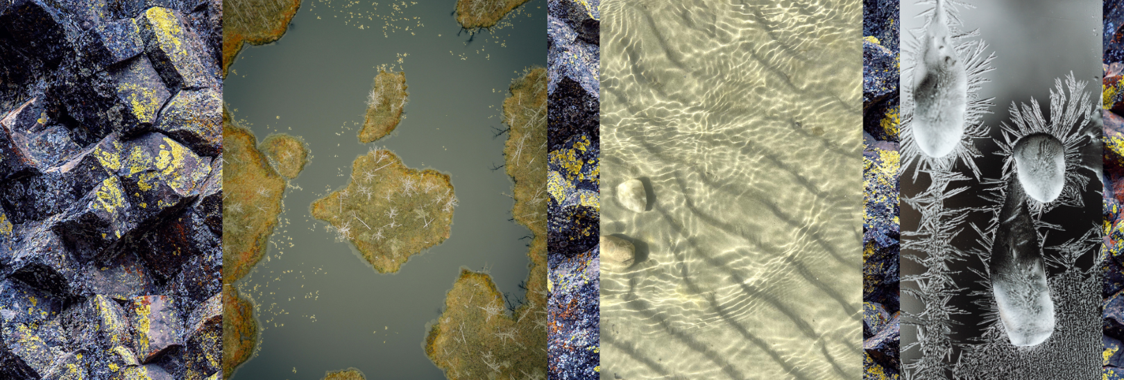 微生物誘導碳酸鹽沉澱技術（MICP）：環境污染治理的新契機